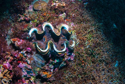 Giant clam (Tridacninae) on a reef in Bali