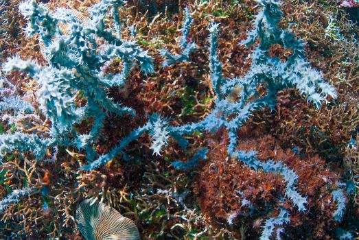 Underwater coral, fish, and plants Bali, Indonesia