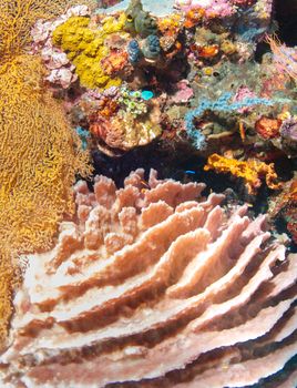 Underwater coral, fish, and plants Bali, Indonesia