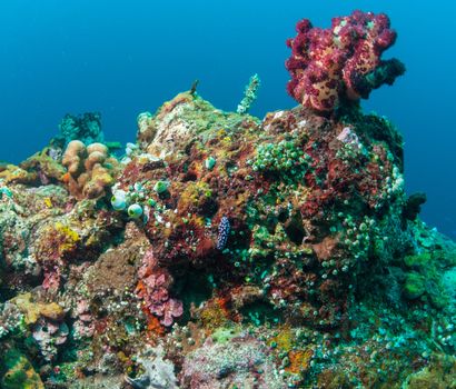 Underwater coral, fish, and plants Bali, Indonesia