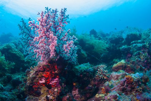 Underwater coral, fish, and plants Bali, Indonesia