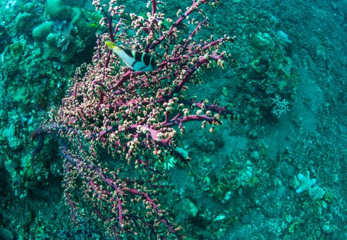 Underwater coral, fish, and plants Bali, Indonesia