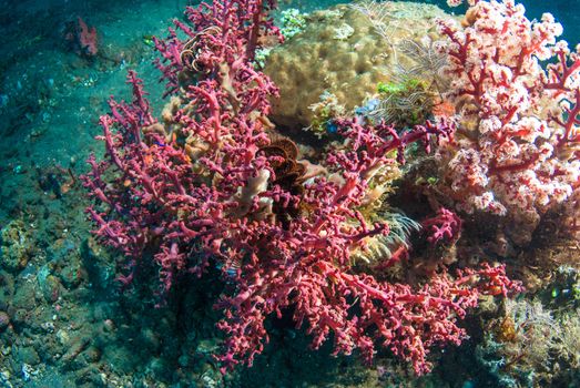 Underwater coral, fish, and plants Bali, Indonesia