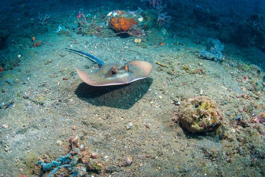 Blue spotted stingray (Taeniura lymma), Bali, Indonesia