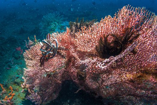 Underwater coral, fish, and plants Bali, Indonesia