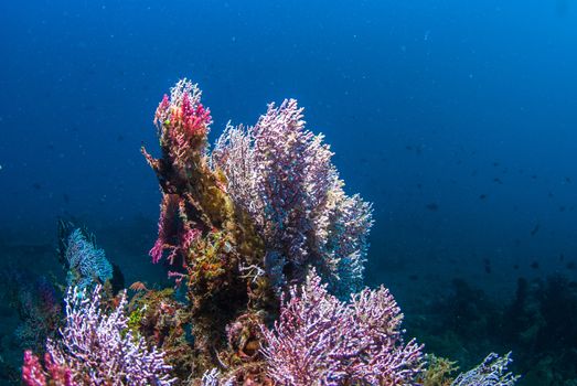 Underwater coral, fish, and plants Bali, Indonesia