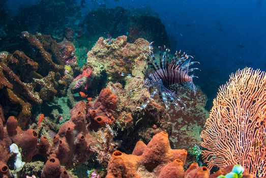 Common lionfish (Pterois volitans) underwater in Bali, Indonesia