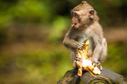 Balinese monkey with banana, Ubud Monkey Forest, Bali