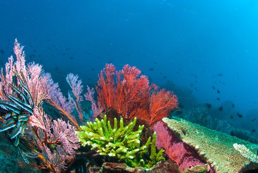 Underwater coral, fish, and plants Bali, Indonesia