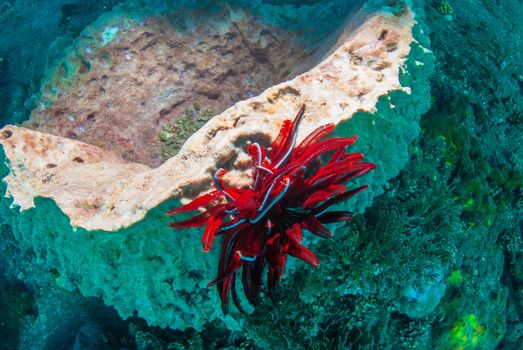 Underwater coral, fish, and plants Bali, Indonesia