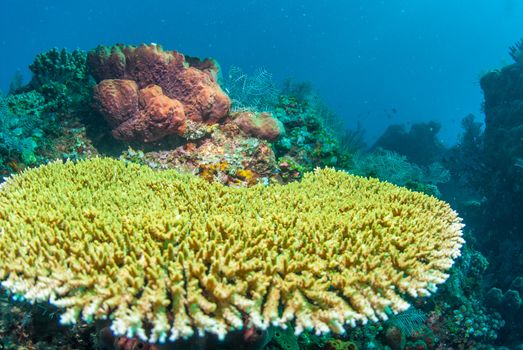 Underwater coral, fish, and plants Bali, Indonesia