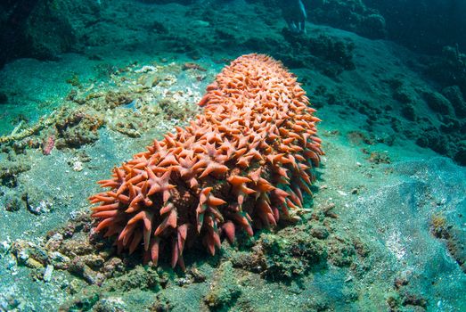 Bright red sea cucumber (Holothuroidea), Bali, Indonesia