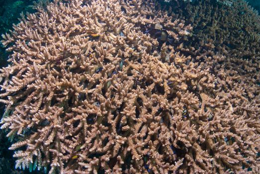 Large Acropora coral colony off Bali, Indonesia