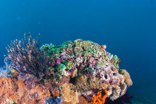 Underwater coral, fish, and plants Bali, Indonesia