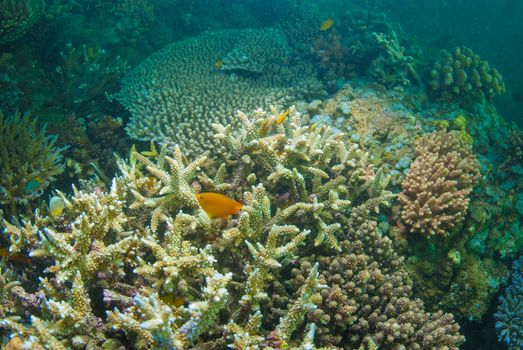 Underwater coral, fish, and plants Bali, Indonesia