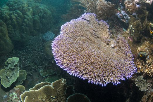 Underwater coral, fish, and plants Bali, Indonesia