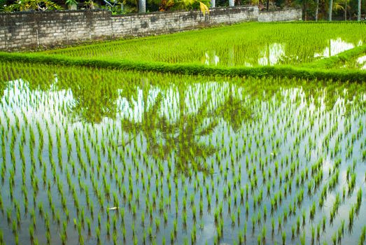 Reflections in flooded rice fields, Bali, Indonesia