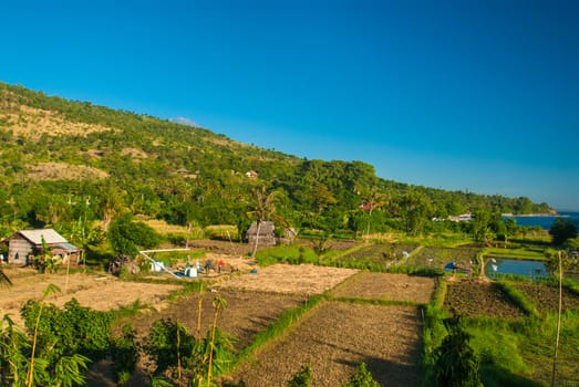 Fields in the Bali countryside on a clear day