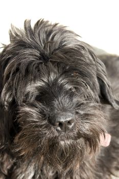 a close up of a scottish terrier