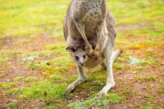 Kangaroo with baby in its pouch, Australia