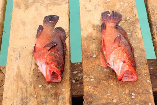 Fresh fish and fisherman in Santa Maria, Sal Island, Cape Verde africa