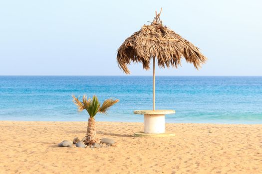 palm and sea cape verde sal santa maria