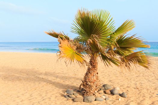 palm and sea cape verde sal santa maria