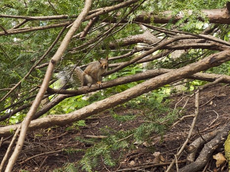 Wild animals. Squirrel sitting on the branch.