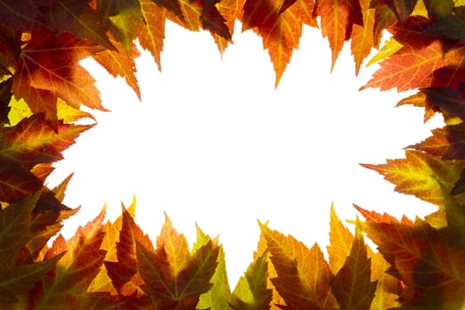 Fall Maple Tree Leaves Border on White Background