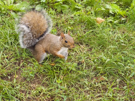 Wild animals. Squirrel sitting on the grass.