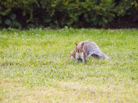 Wild animals. Squirrel sitting on the grass.