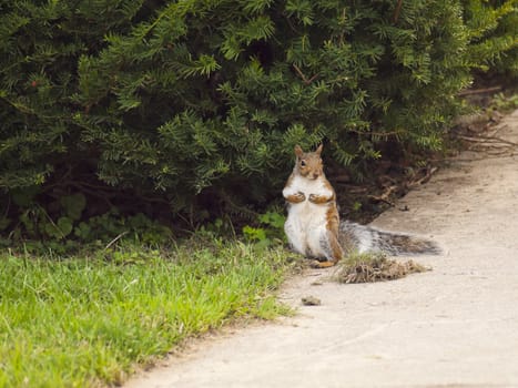 Wild animals. Squirrel sitting on the grass.