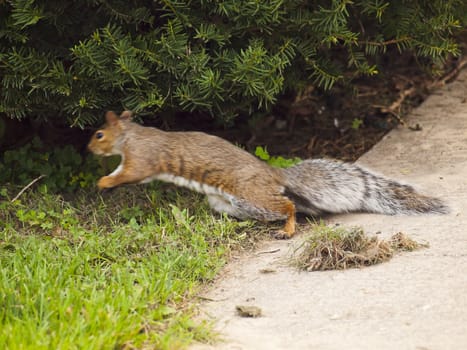 Wild animals. Squirrel in jump.