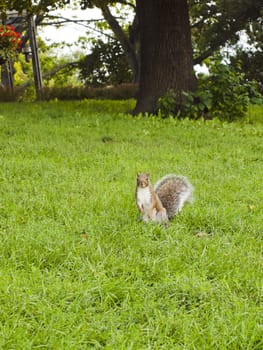 Wild animals. Squirrel sitting on the grass.