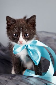 Small kitten with a blue bow on a gray background