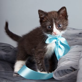 Small kitten with a blue bow on a gray background