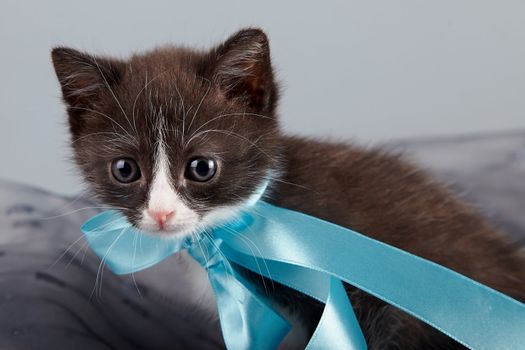 Small kitten with a blue bow on a gray background