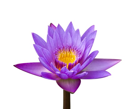 Pink lotus flower on a white background. For a background image.
