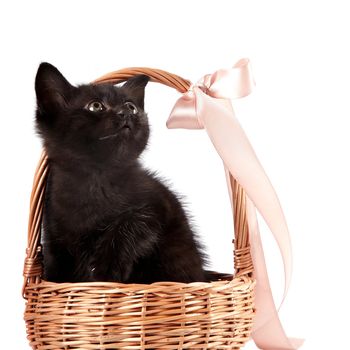 Black kitten in a wattled basket with a ribbon on a white background