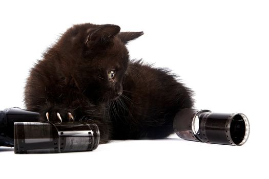 Black kitten on a white background