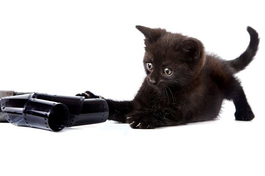 Black kitten on a white background