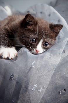 Small kitten on a gray background