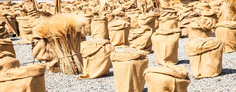 Wheat sacks during a sunny day in a warm  summer season