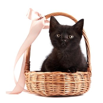 Black kitten in a wattled basket with a ribbon on a white background