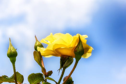 Yellow Rose with Blue Sky Background Horizontal View