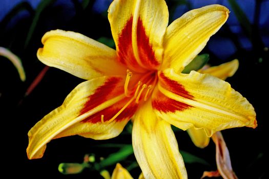 Details from golden Orchid flower from garden
