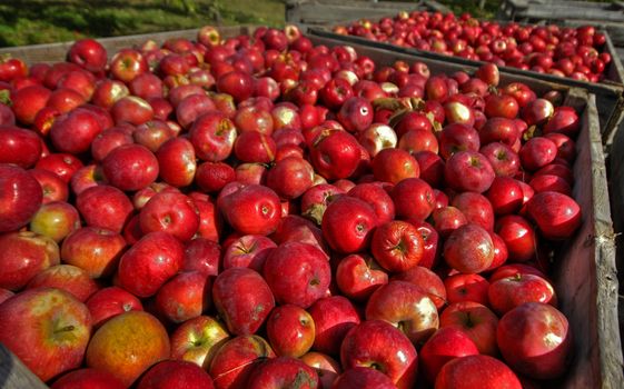 Crate of red apples on a sunny day in apple orchard