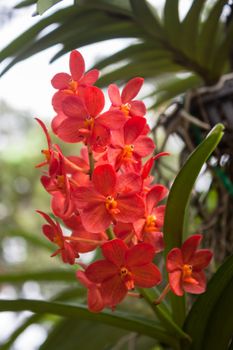 Bright Red Orchids with green leaves background