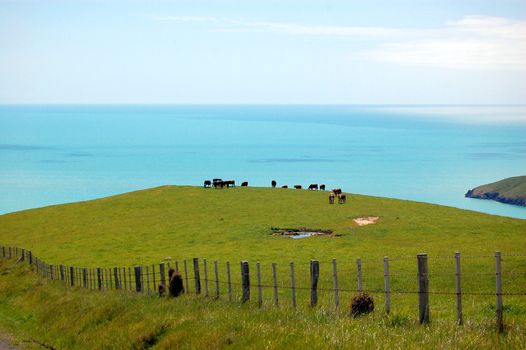 Cows behind farm fence sea view, Banks Peninsula, New Zealand