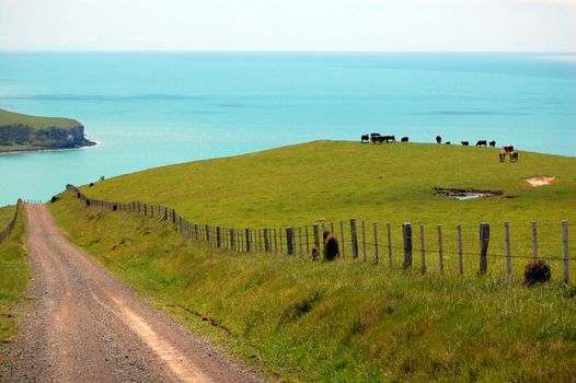 Gravel road and cows behind farm fence, Banks Peninsula, New Zealand